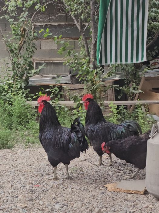 Джейсирски гигант петух