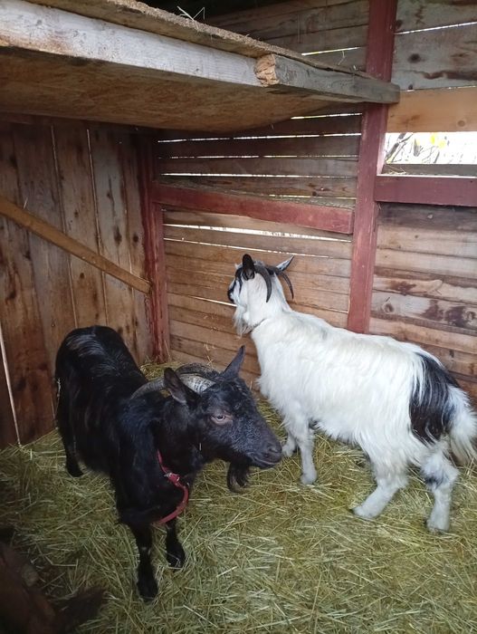 capre și țap de vanzare