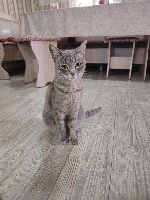 Отдам кошечку в хорошие руки