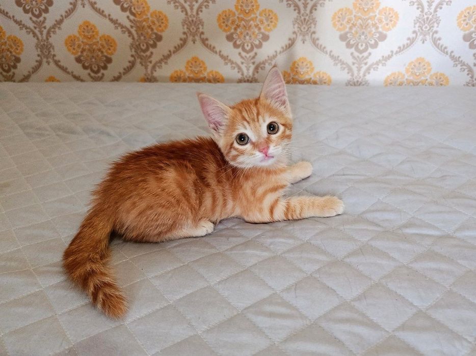 Котёнок ждёт своих хозяев