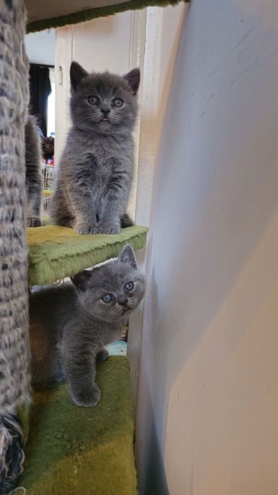 Британска късокосместа