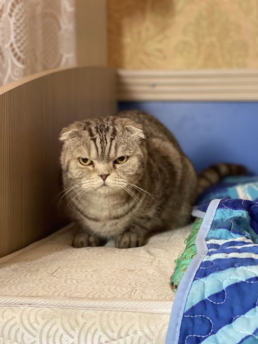 Вислоухий Шотландец