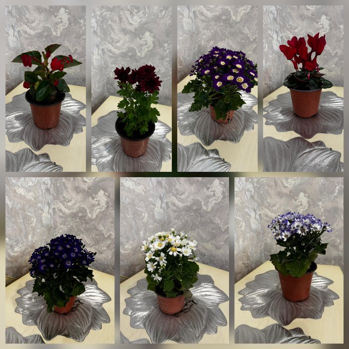 Комнатные домашние цветы выбор есть