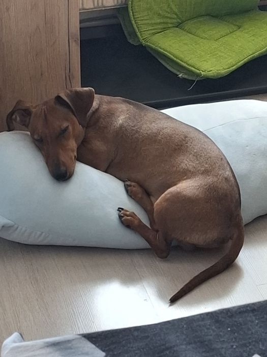 Подарявам мъжко дакелче