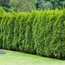 Thuja Smaragd Chiparos leylandii Leylandii auriu Castlevelan Gold