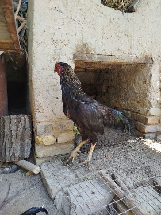 Dakan xoʻroz sotiladi 2 dona bor