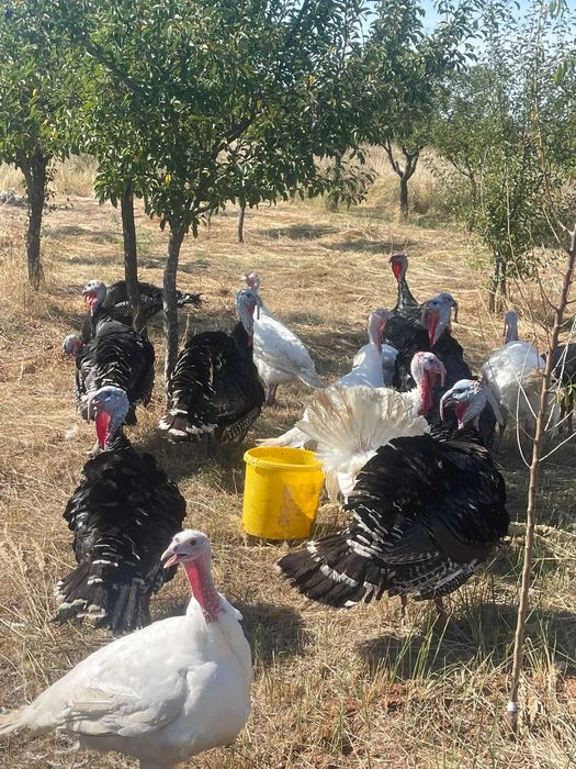 Curcani de țară crescuți natural – 100% BIO