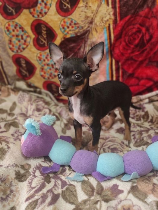 Продам щенка той терьер мини