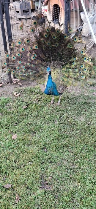 Pauni pereche fac 3 ani