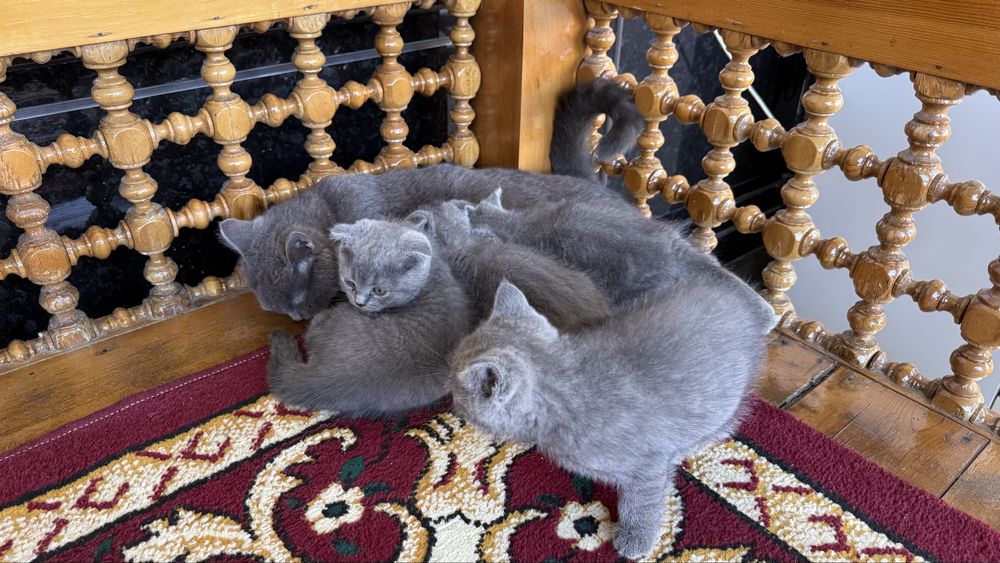 Британские кошки
