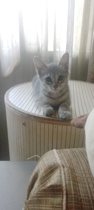 Ласковый, мурчащий мальчик ищет доброго человека!