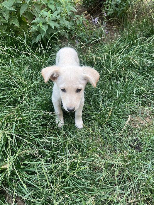 Подаряват се кутрета