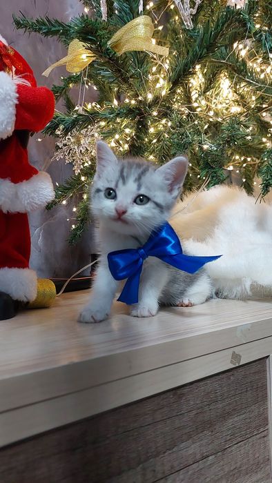 Котята скоттиш страйт