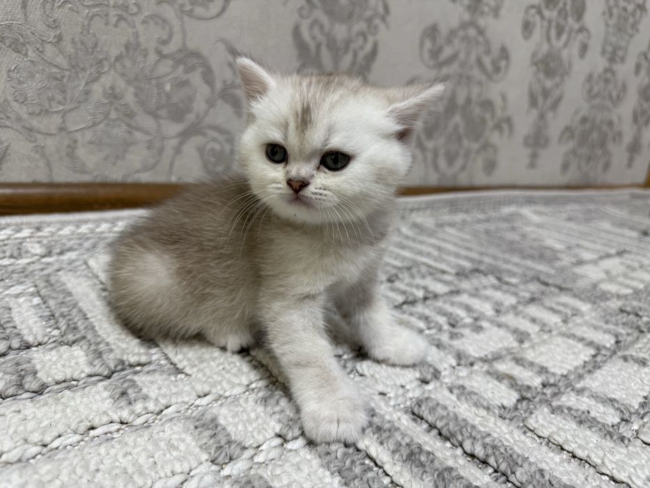 Продаются котята британской шиншиллы
