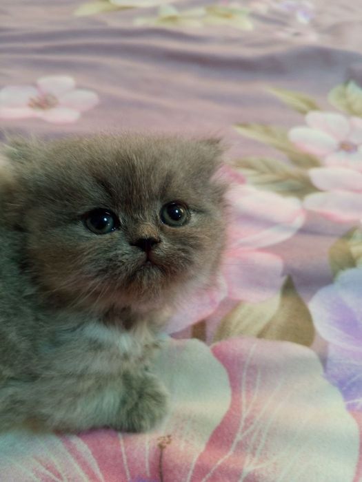 шотландские котята