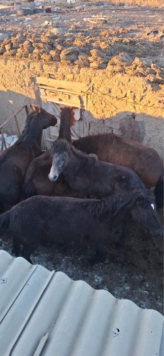 Откорм 5 бас 2 жасар