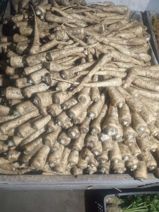 Vand morcovi, patrunjel si cartofi pt animale