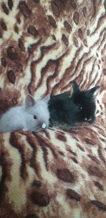 Vând sau SCHIMB CU diverse