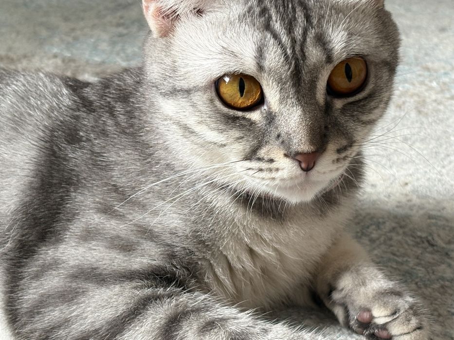 Отдаю в добрые руки кошку