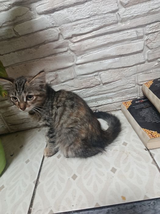 Срочно отдаётся кошечка