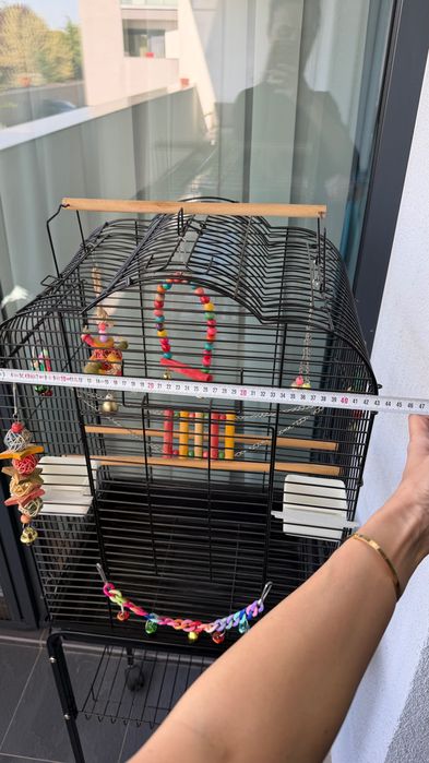 Colivie papagal noua