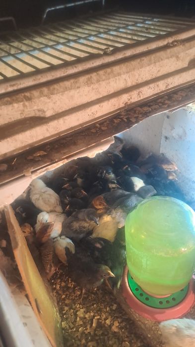 Цыплята разных пород