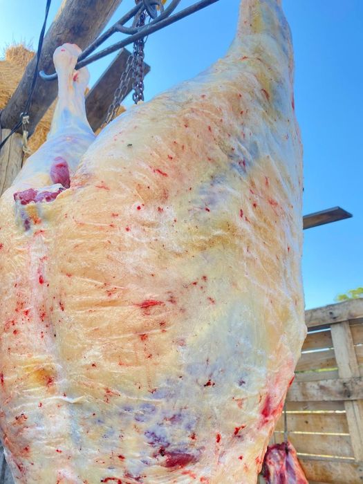 Мясо молодняк Конина Говядина