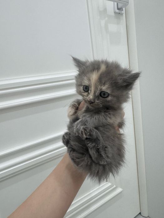маленькие котята в добрые руки