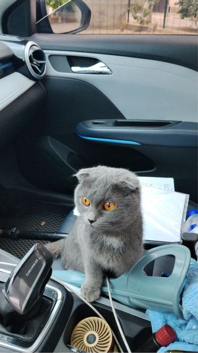 Скоттиш-фолд кошка