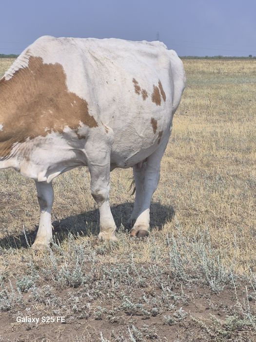 Продам корову крупную симменталку на мясо