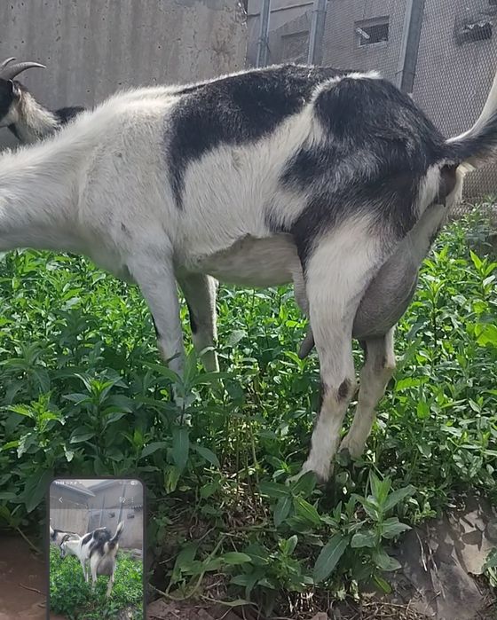 Альпийский пиакок ешкі сатылады