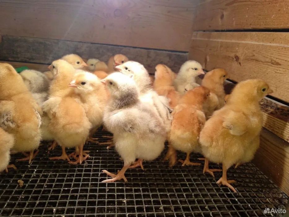 Цветной бройлер.