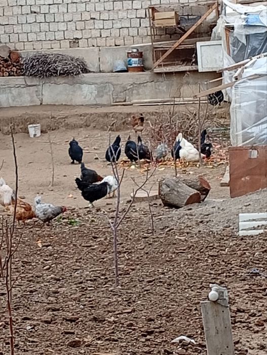 Tovuqlar tuxumga kirgan.
8-9oylik .Hammasi tuxumga kirgan.
Hozirda tux