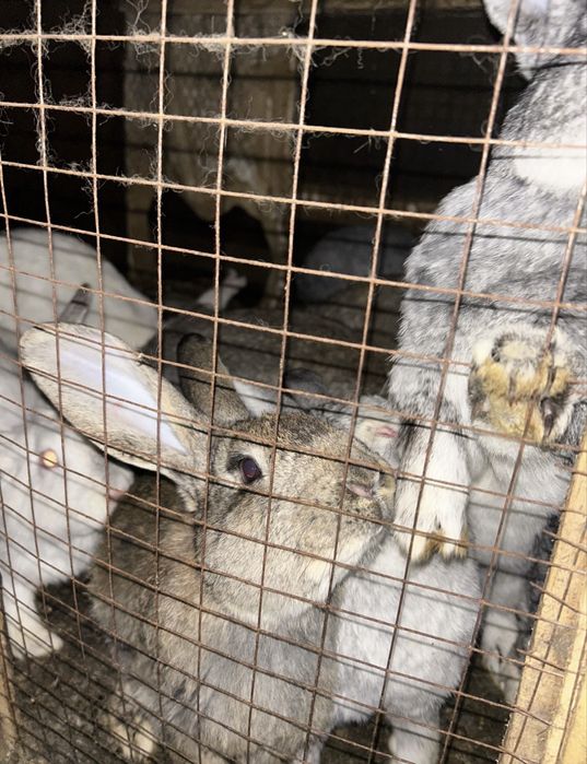 Крольчатина (мясо кролика)