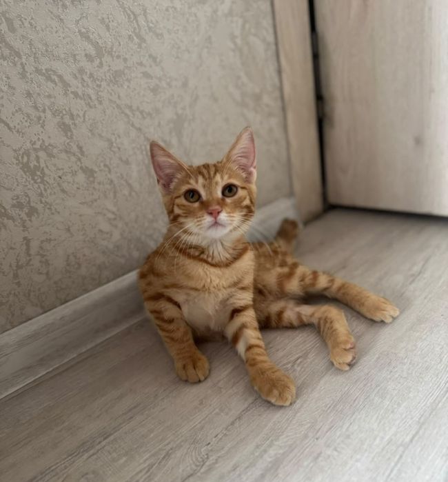 Ищет дом котёнок, девочка, 3 мес.
