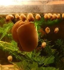 Улитка Ампулярия