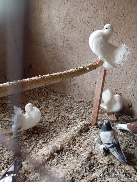 Павлин каптарлар сотилади