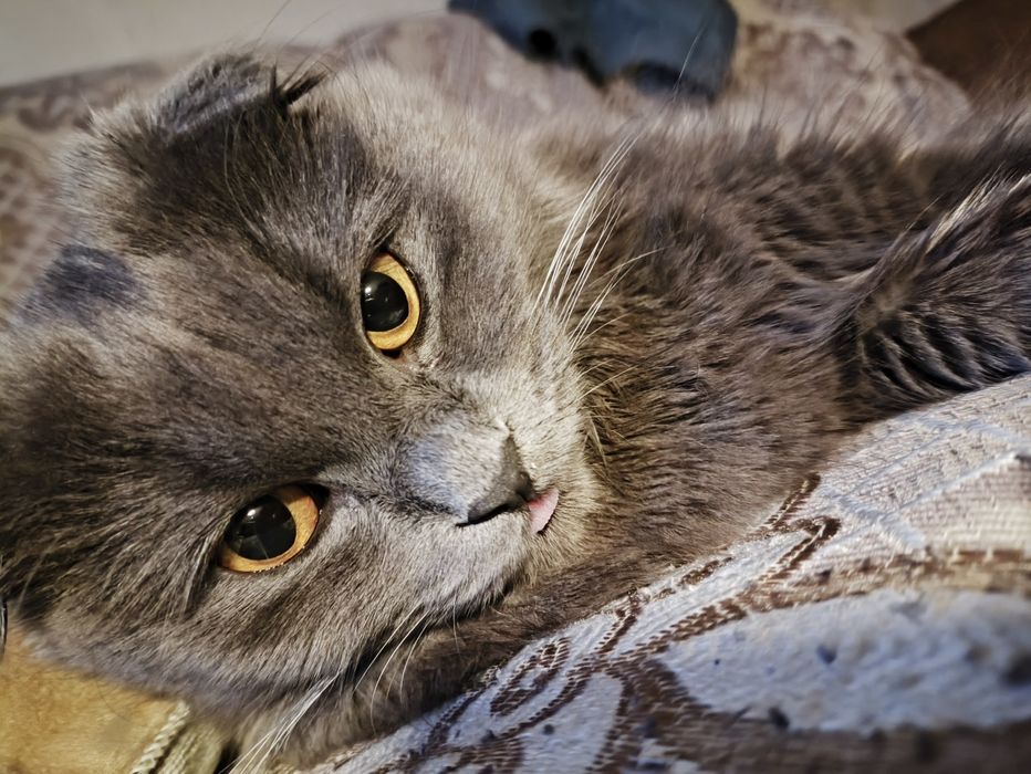 Шотландская кошка хайленд фолд