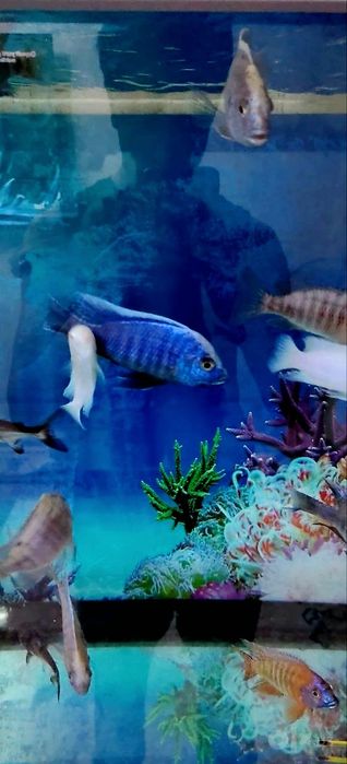 Aulonokara iceberg. Red rubin. Snejinka.Akula siamskiy