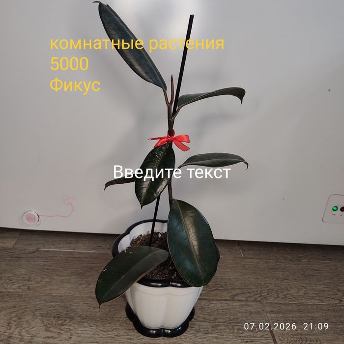 Продам комнатные растения