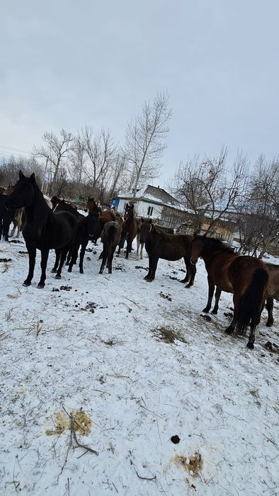 Продам лошадей оптом