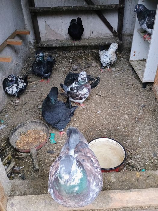 Porumbei chinj de vanzare