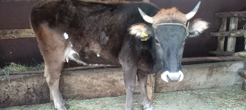 Продам корову спокойная