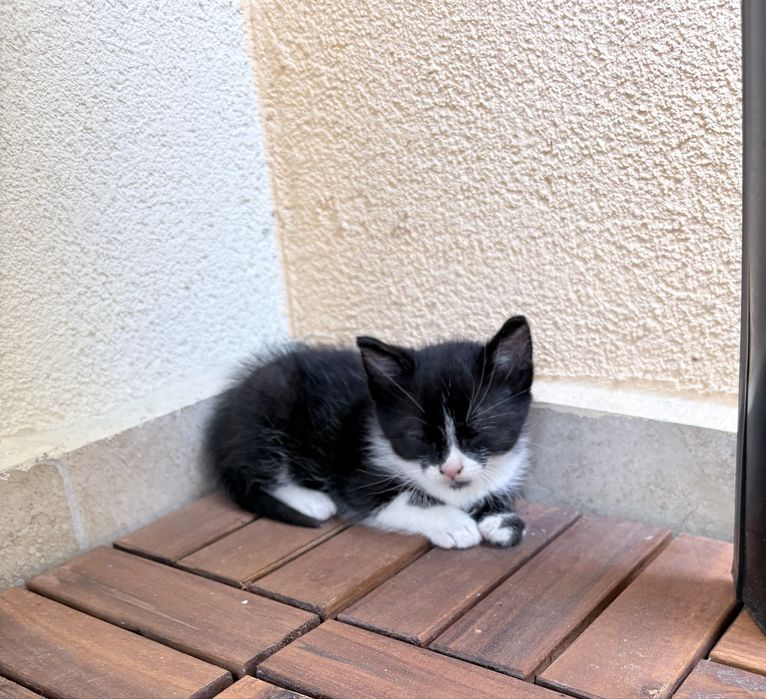 Подарявам котенце !!!