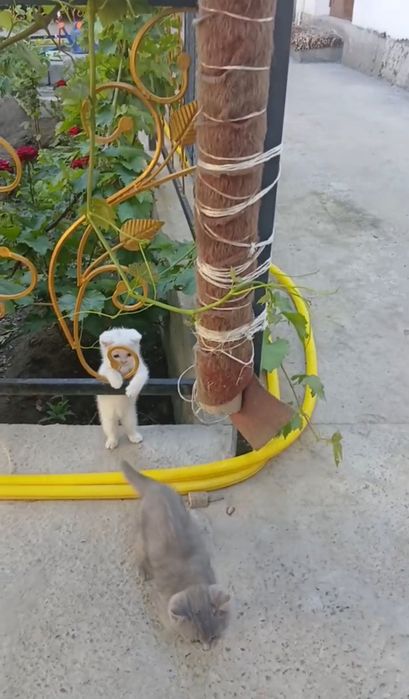 Продается котята
