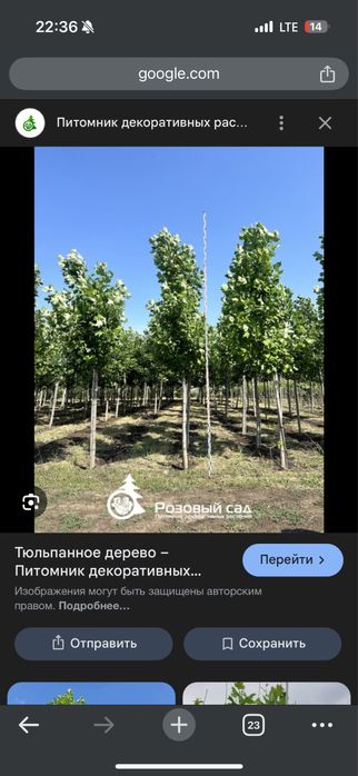 Лола дарахт кучатлари оптом! Саженцы тюльпанного дерева оптом !