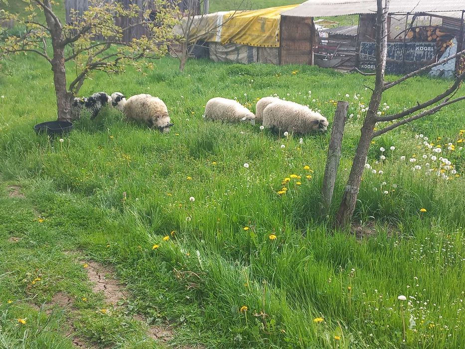 Miei , femele si masculi(berbecuți)
