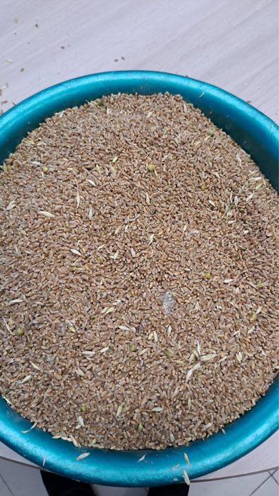 Зерно в мешках , пшеница