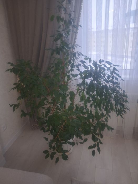 Домашний цветок фикус