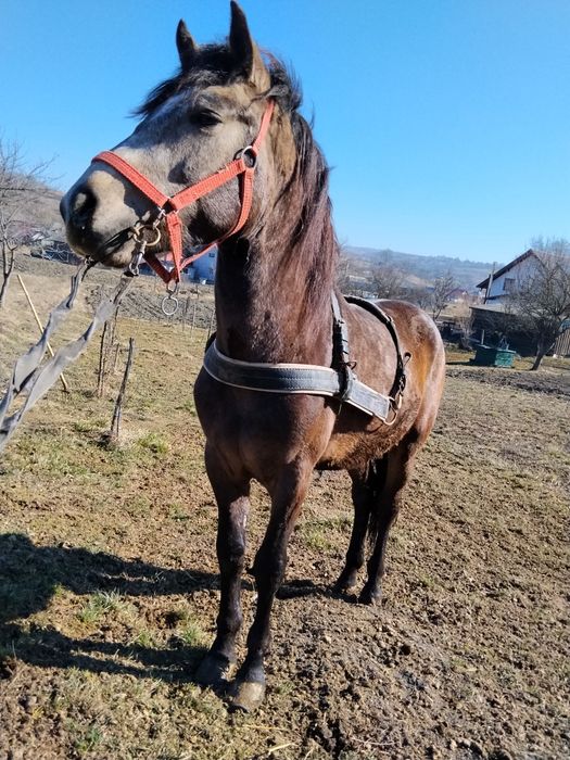 De vânzare mânz de un an și 6 luni
